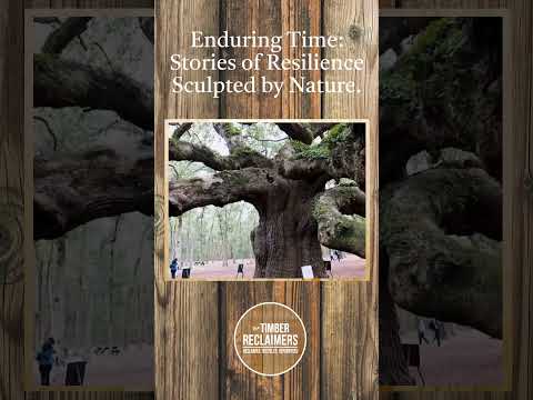 The Magnificent Angel Oak Tree: Standing Tall Through Centuries