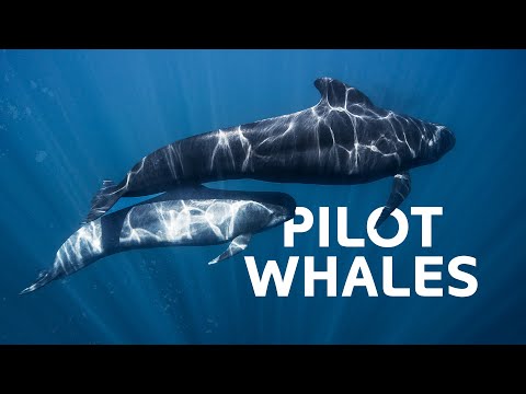 Pilot Whales: The Unlikely Apex Predators Hunting In The Dark Ocean Depths | Wildlife Documentary