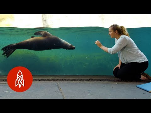 How Sea Lions Are Inspiring the Future of Underwater Transport