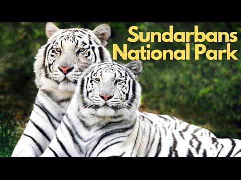 Exploring the Wild Beauty of Sundarbans National Park