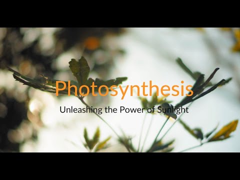 Photosynthesis - Unleashing the Power of Sunlight